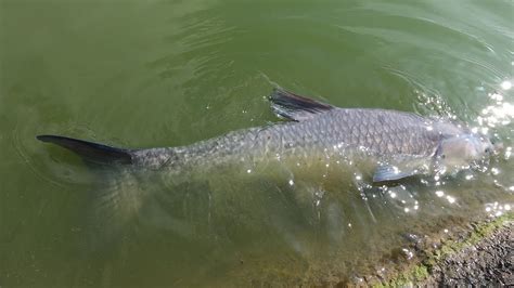 好想釣魚|(高雄休閒池)橋頭農湖休閒釣魚池，有烏鰡休閒池喔!│好想釣魚。